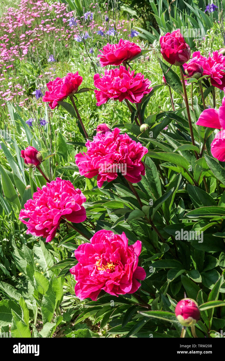 https://c8.alamy.com/comp/TRM208/beautiful-flowers-cottage-garden-red-peony-paeonia-lactiflora-karl-rosenfield-perennial-plants-TRM208.jpg