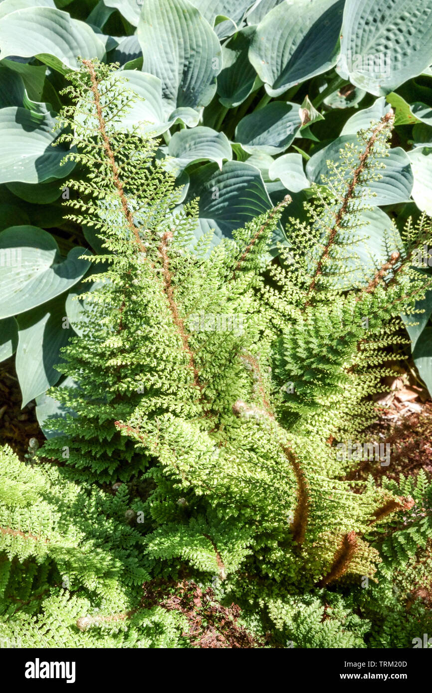 Polystichum setiferum 'Plumosum Densum', Soft Shield Fern, Hosta fern leaves hostas ferns Stock Photo
