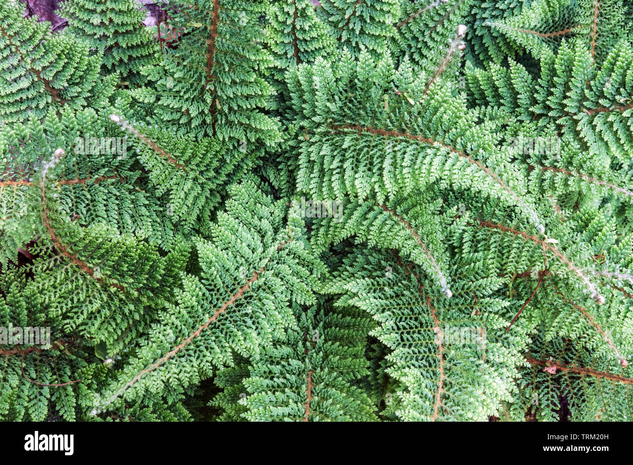 Polystichum setiferum 'Plumosum Densum', Soft Shield Fern Stock Photo