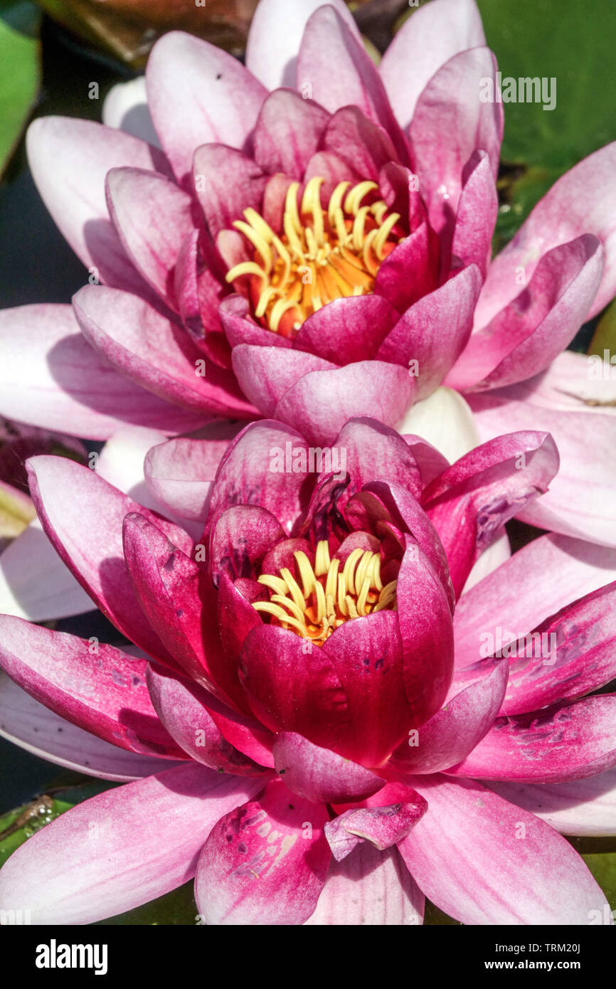 Opening flowers, Twins Purple Water Lily flowers Nymphaea Large blossoms Stock Photo