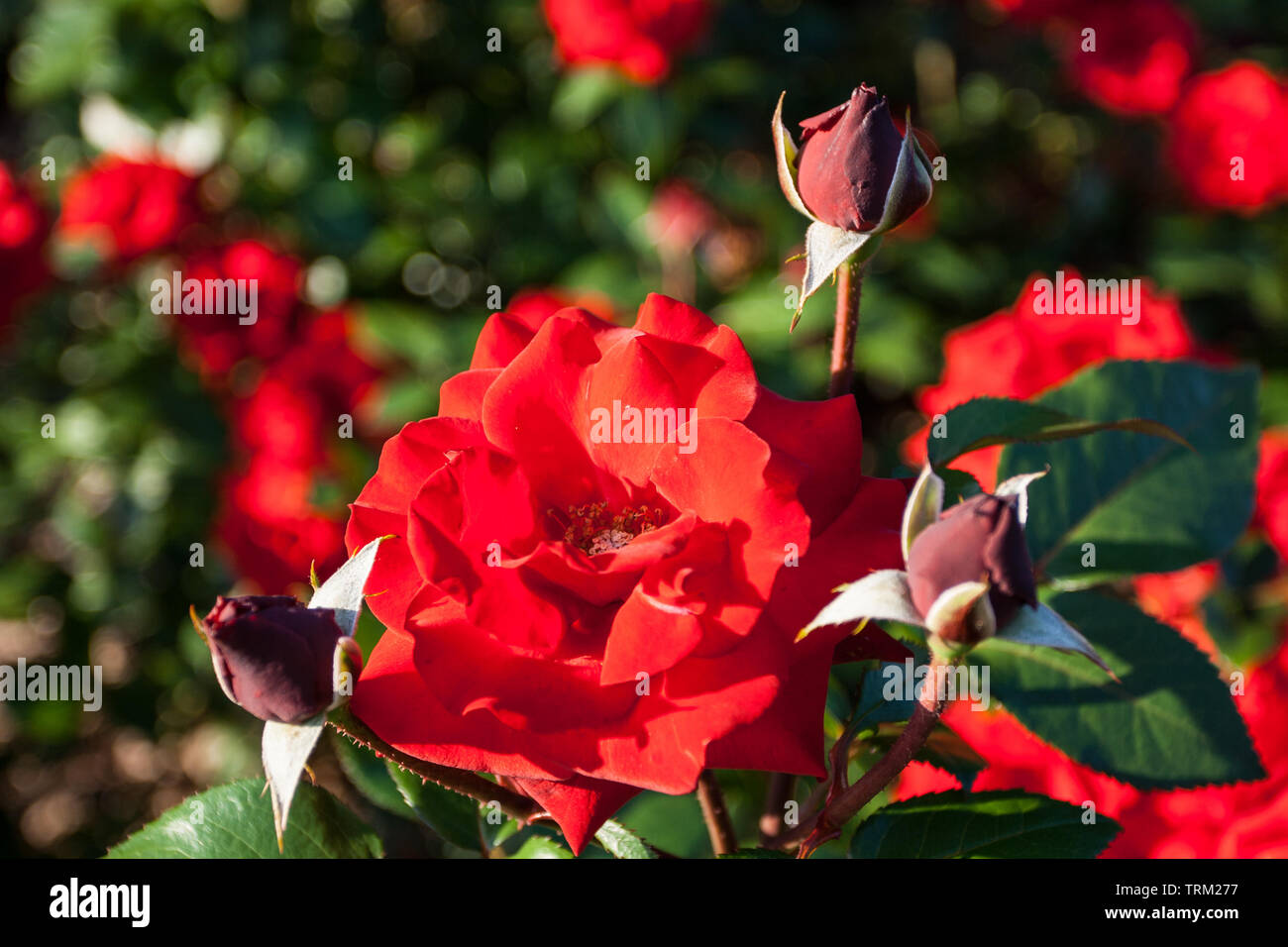 Park of Roses, Columbus, Ohio Stock Photo - Alamy