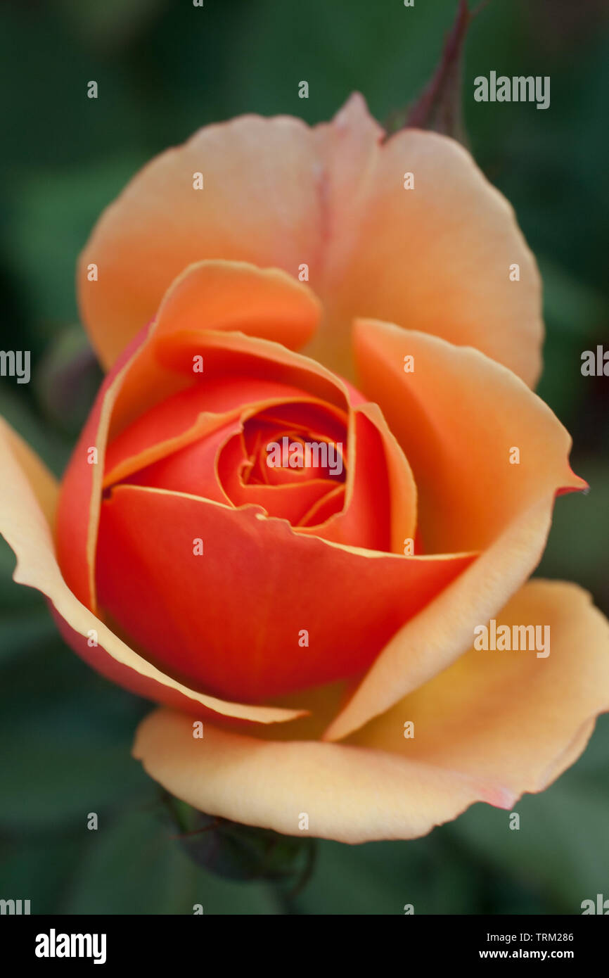 Park of Roses, Columbus, Ohio Stock Photo Alamy