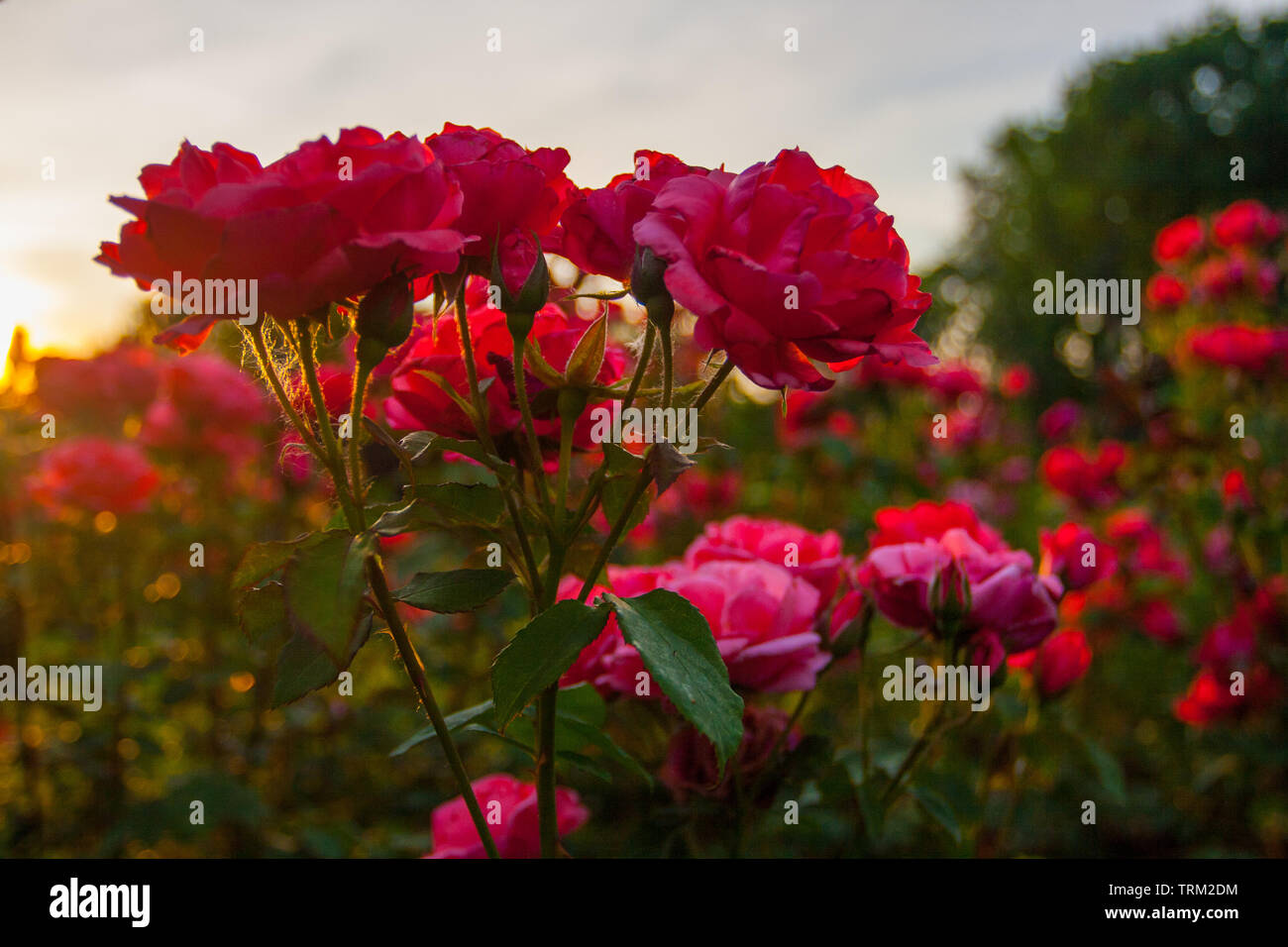 Park of Roses, Columbus, Ohio Stock Photo Alamy