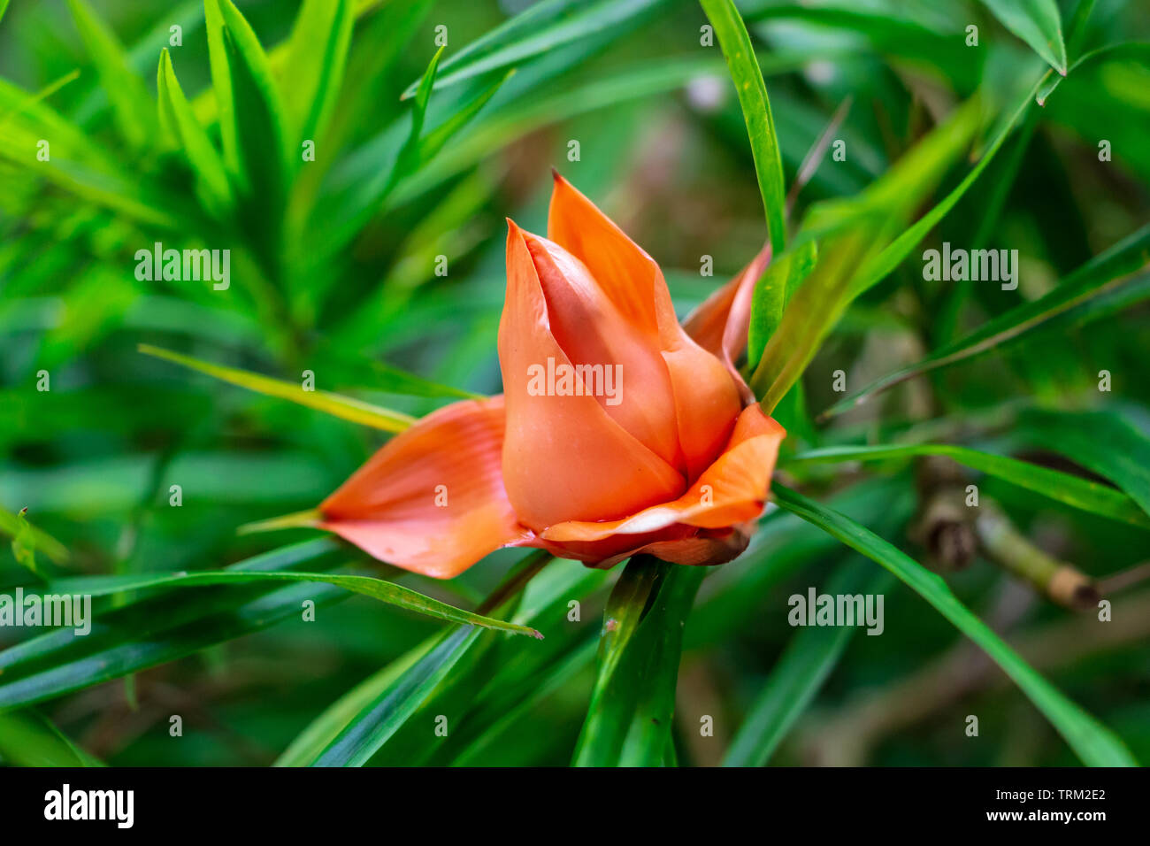 Climbing pandanus (Freycinetia multiflora) orange flower - Florida, USA Stock Photo