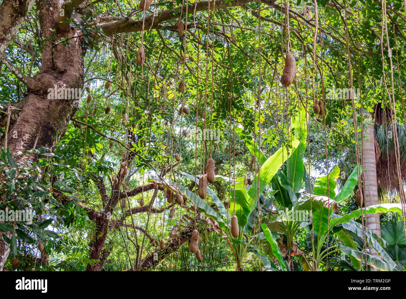 Sausage tree (Kigelia africana) with hanging fruit - Florida, USA Stock ...