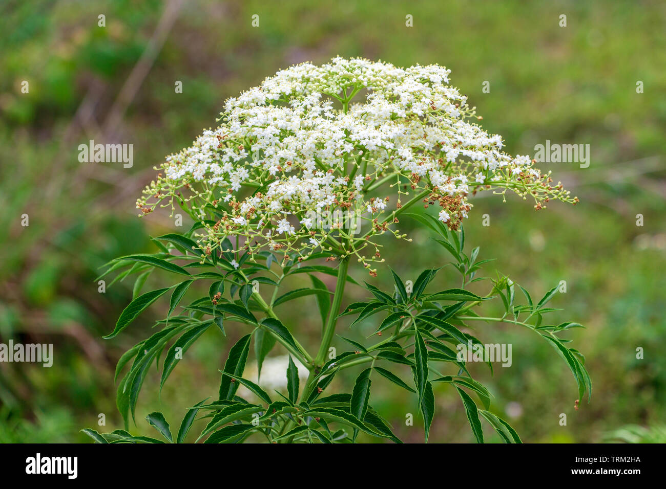 American black elderberry (Sambucus nigra canadensis) white flowers - Long Key Natural Area, Davie, Florida, USA Stock Photo