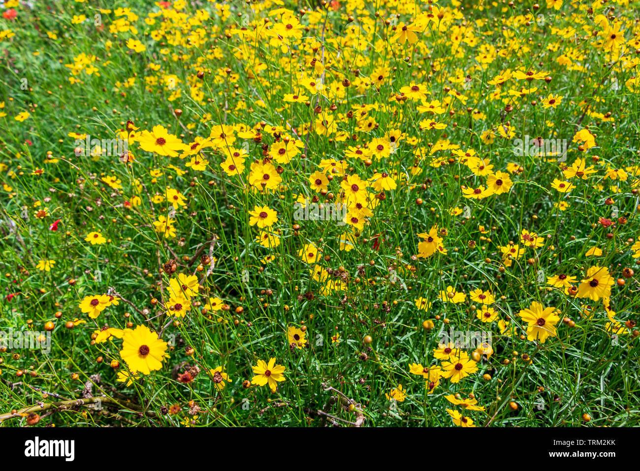 Leavenworth's tickseed (Coreopsis leavenworthii) yellow flowers - Davie, Florida, USA Stock Photo