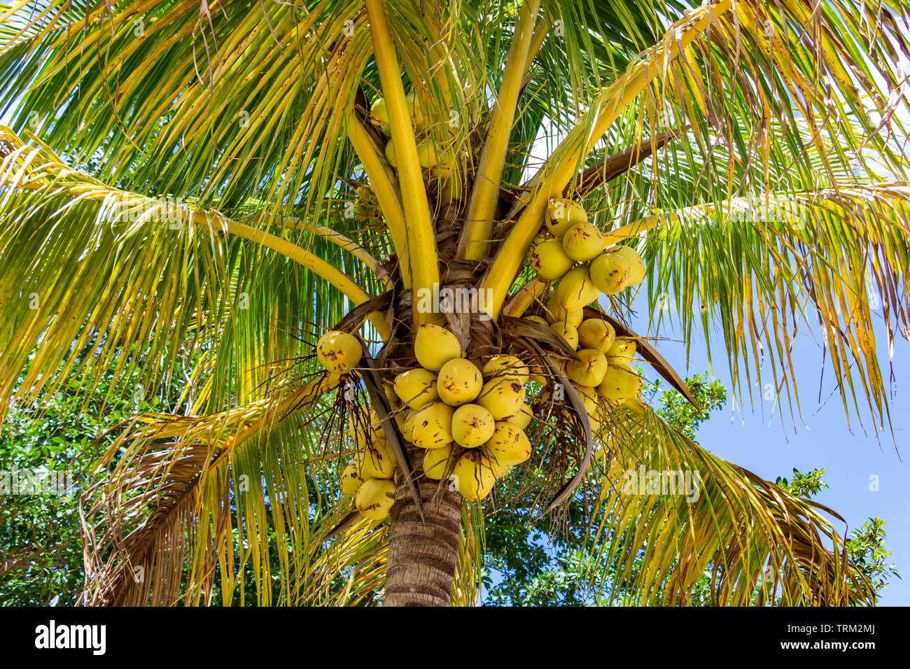 Coconut palm tree (Cocos nucifera) with yellow fruit - Topeekeegee Yugnee (TY) Park, Hollywood, Florida, USA Stock Photo