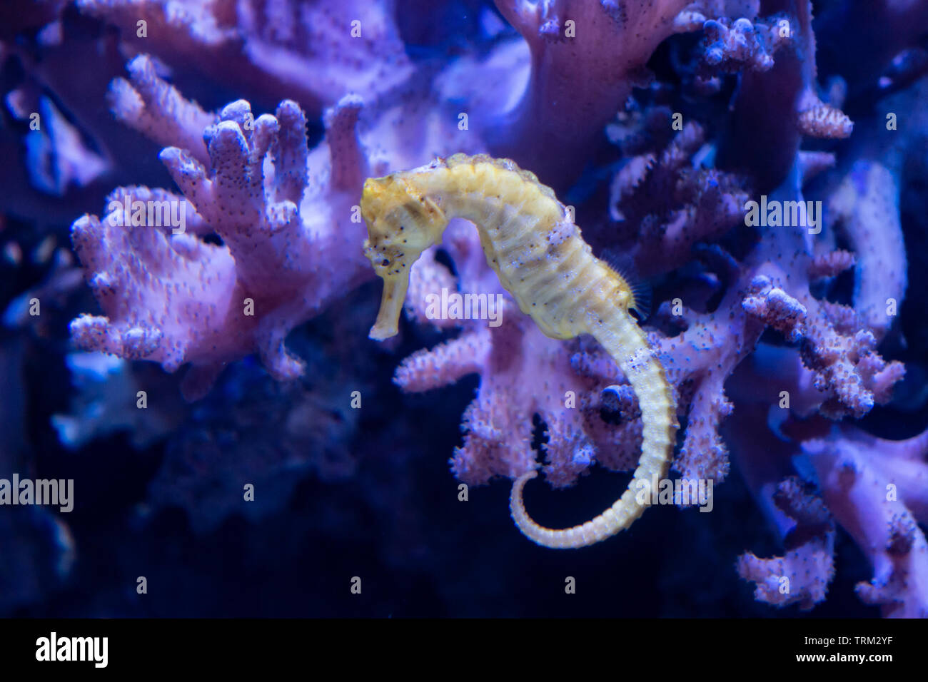 A seahorse in a tank in an aquarium Stock Photo Alamy