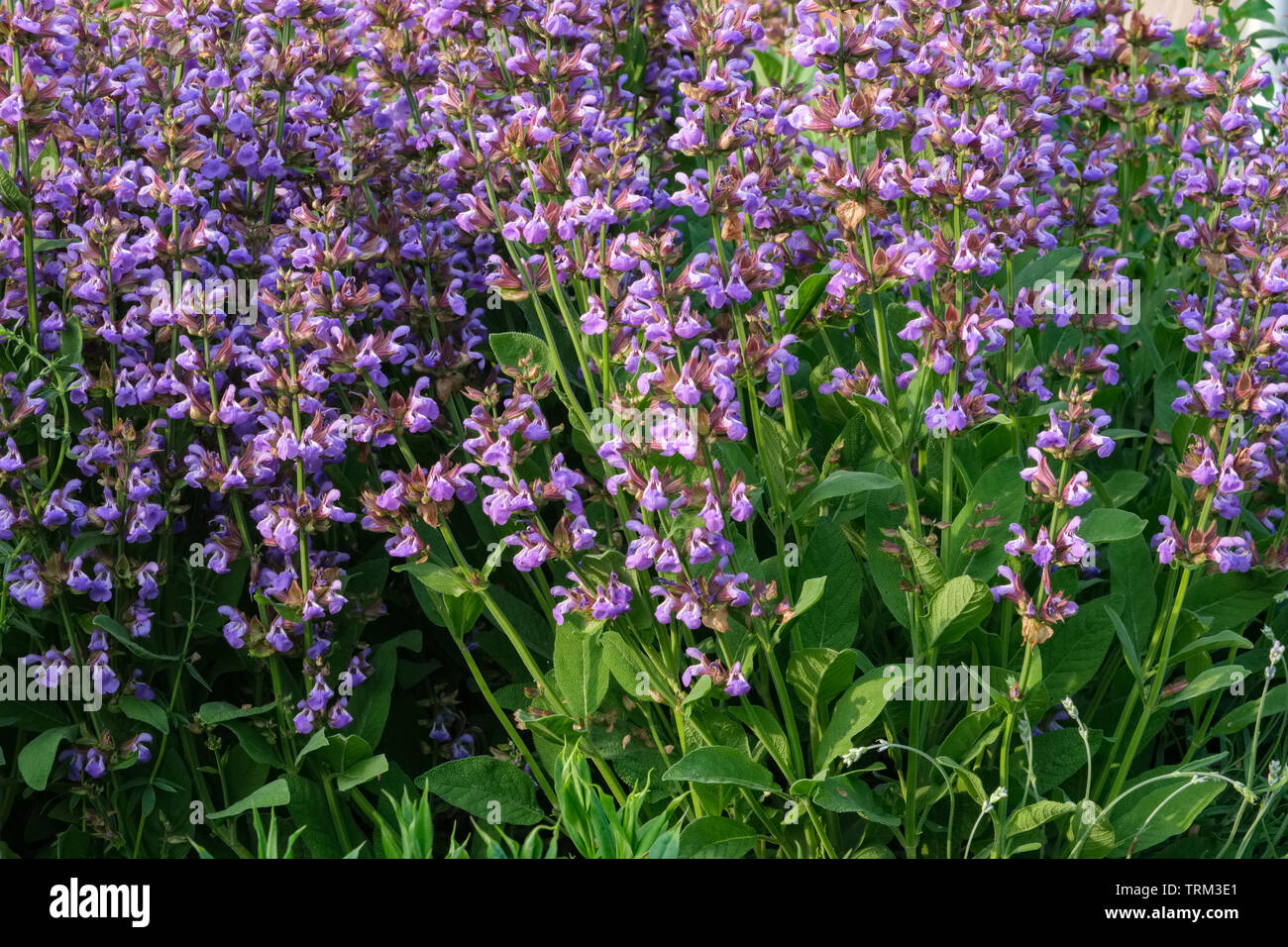 Pictures of sage flowers