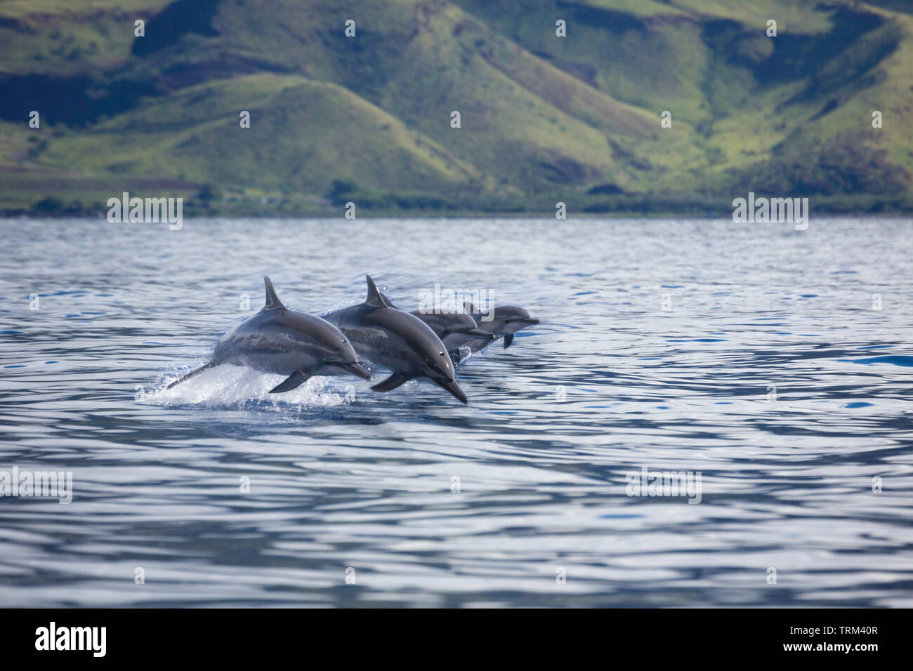Four spinner dolphin, Stenella longirostris, leap into the air off the