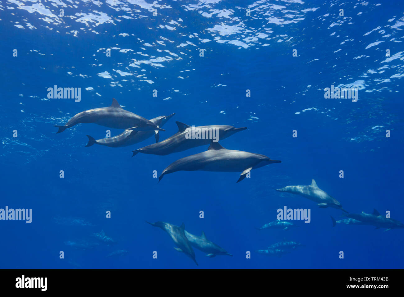 Spinner dolphin, Stenella longirostris, off the island of Lanai, Hawaii