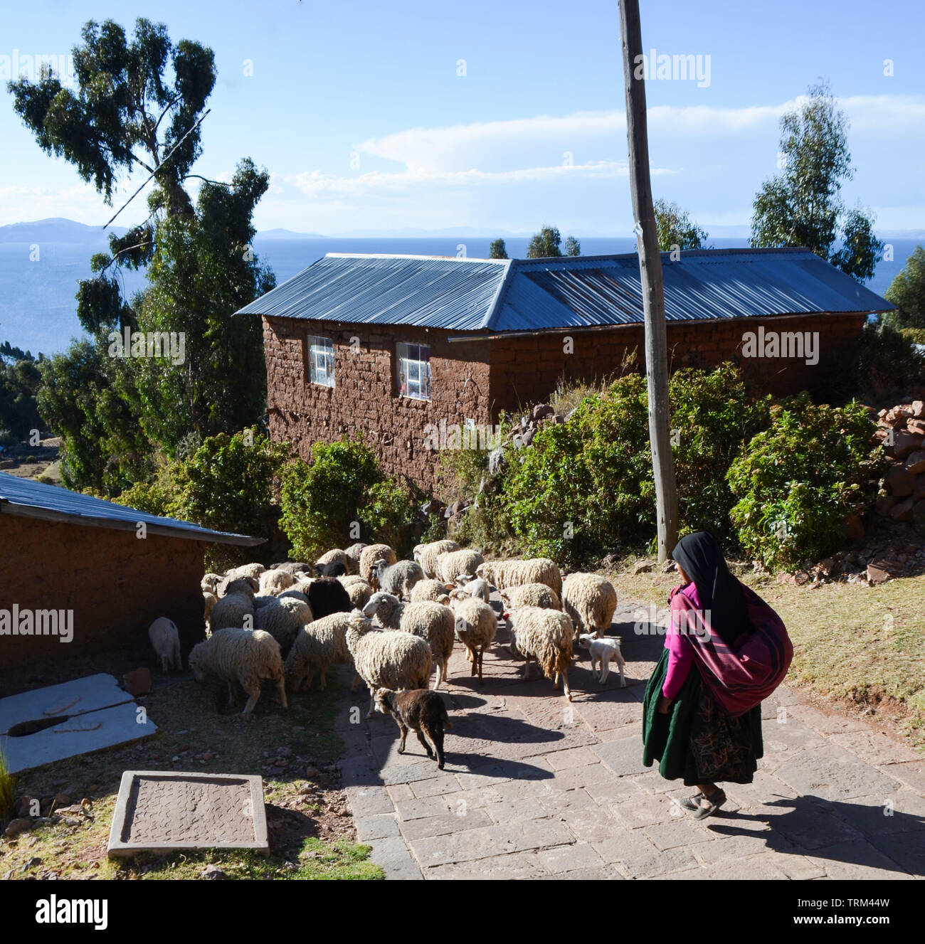 Peru,Puno. Shepherd with his sheep in the field. Stock Photo