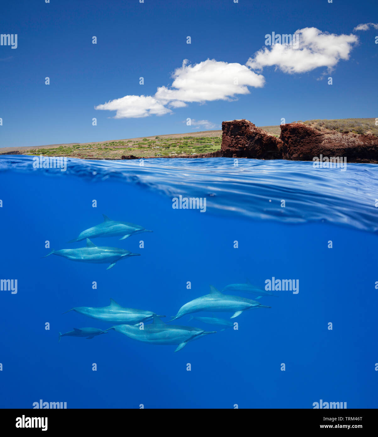 A split view of spinner dolphin, Stenella longirostris, below and Puu Pehe or Sweetheart Rock off the island of Lanai above, Hawaii. Stock Photo
