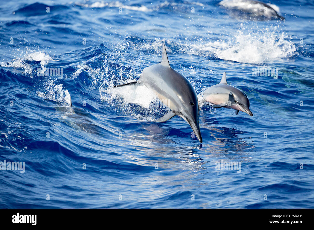 A young spinner dolphin, Stenella longirostris, leaps out of the