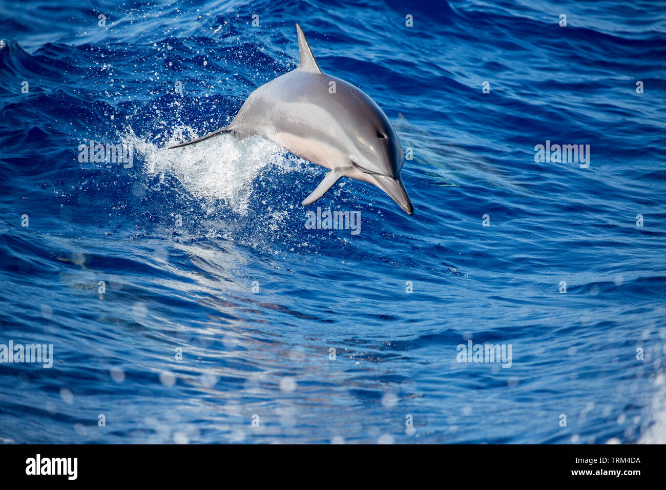 A spinner dolphin, Stenella longirostris, jumping out of the Pacific Ocean off the island of Lanai, Hawaii. Stock Photo