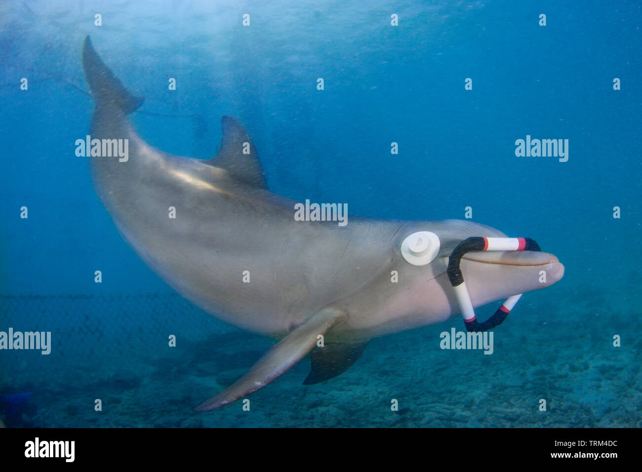 Dolphin echolocation hi-res stock photography and images - Alamy