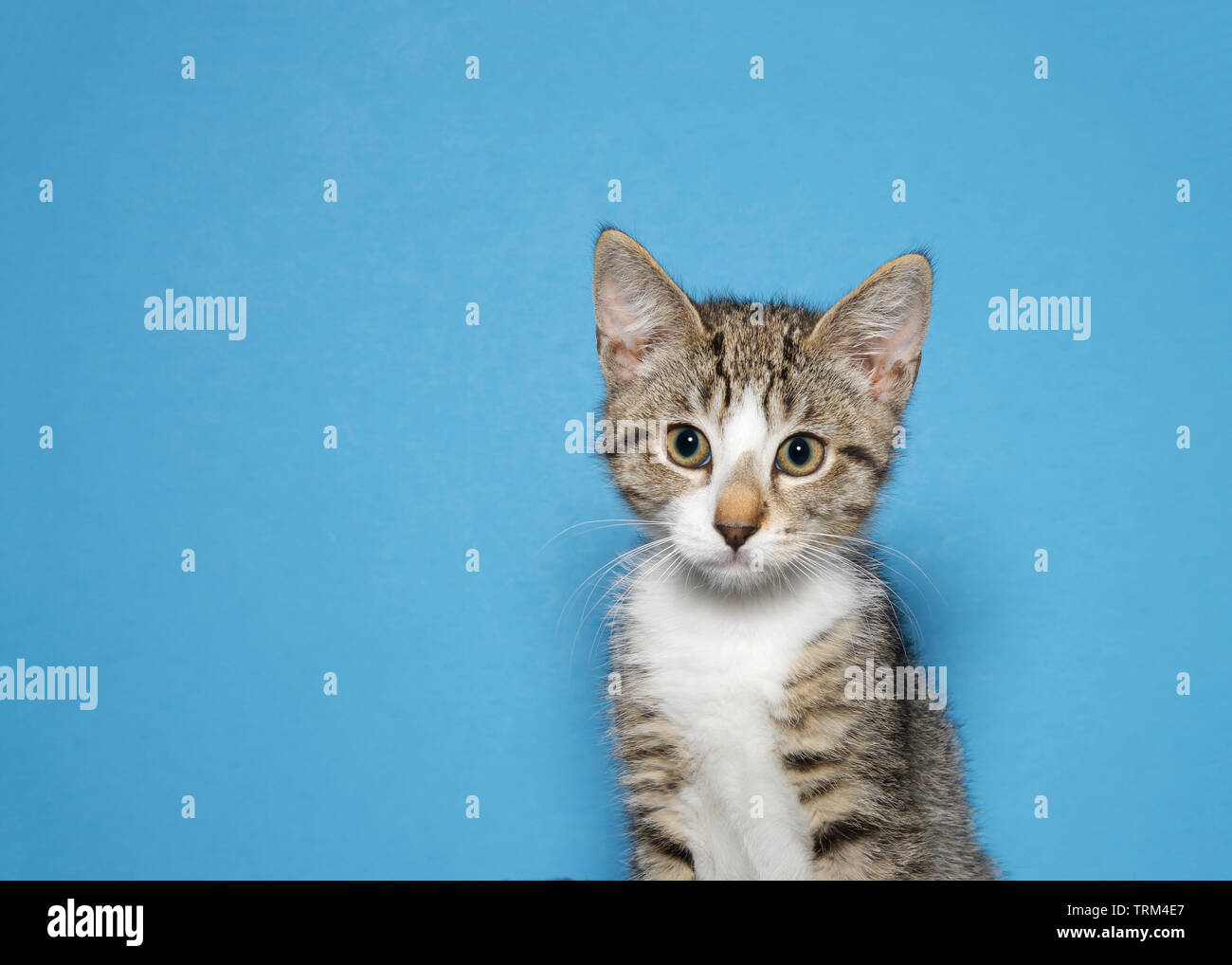 Portrait of a black tan and white tabby kitten looking at viewer, blue background with copy space. Stock Photo