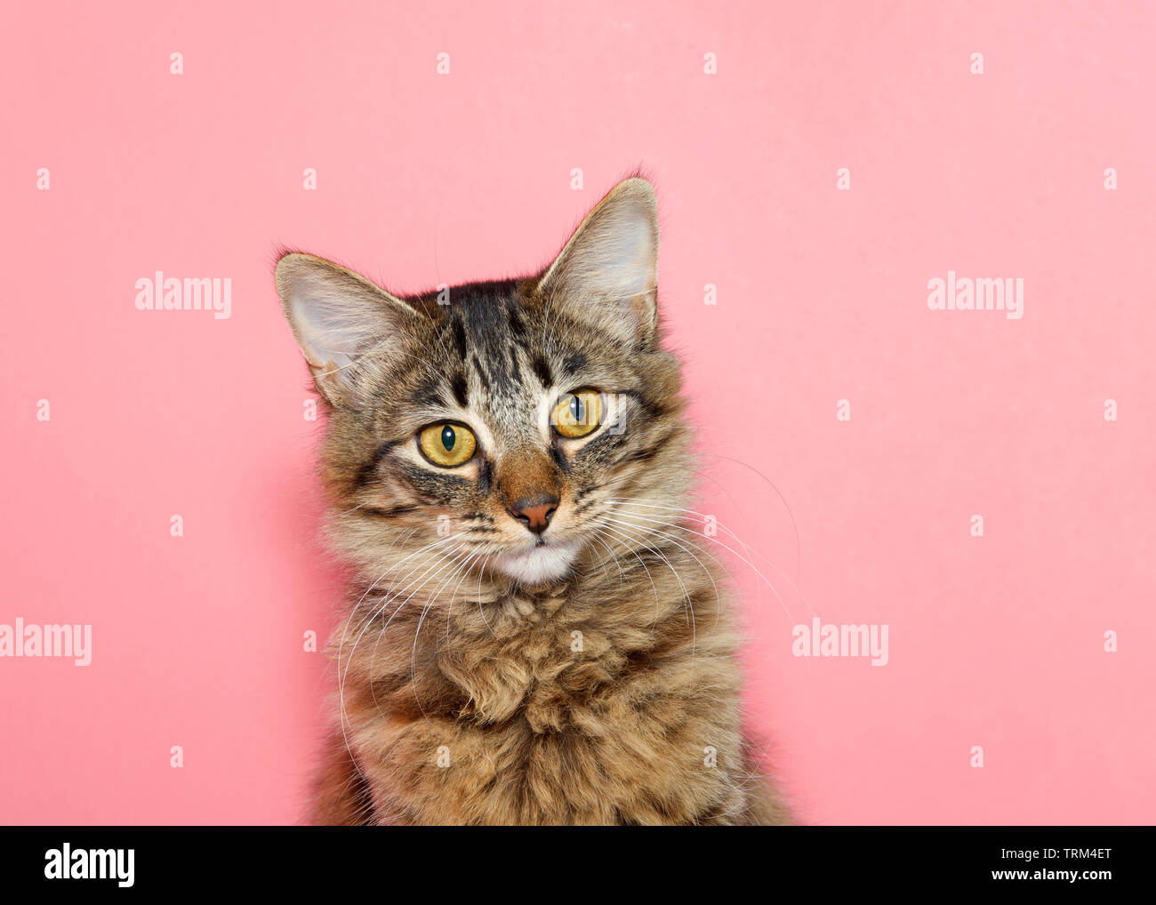 Long Haired Baby Cat Stock Photos Long Haired Baby Cat Stock