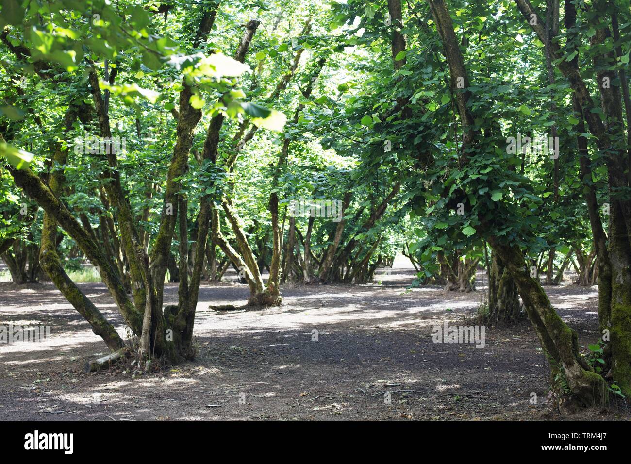 Dorris High Resolution Stock Photography and Images Alamy