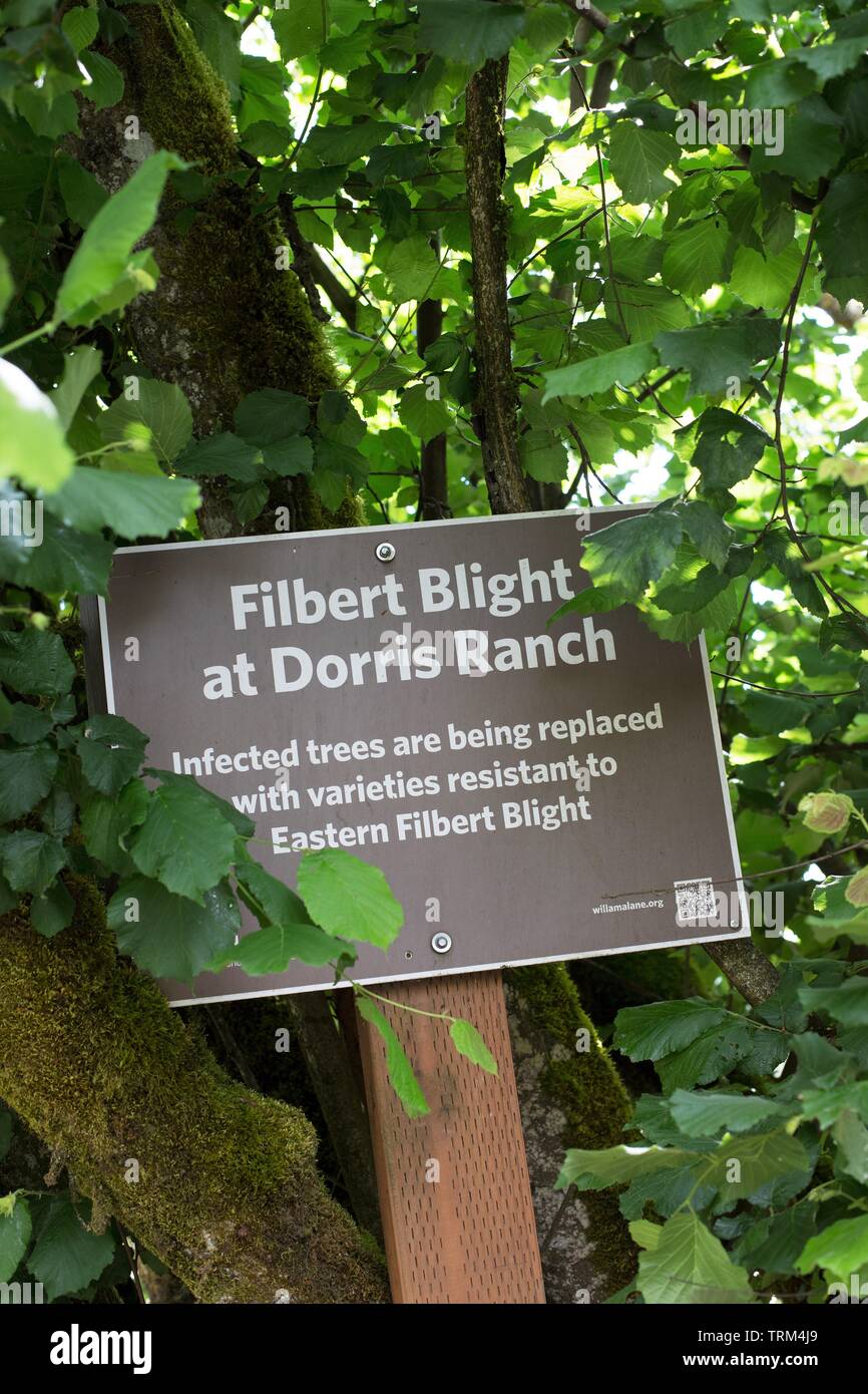 A sign about filbert blight at a filbert (hazelnut) orchard at Dorris