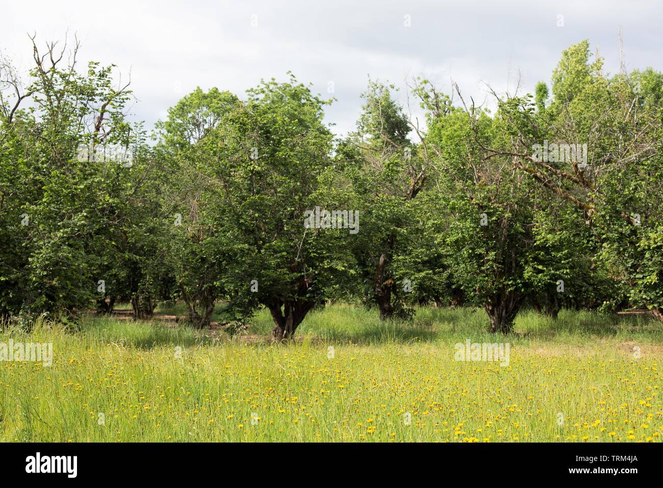A hazelnut orchard at Dorris Ranch in Springfield, Oregon, USA Stock