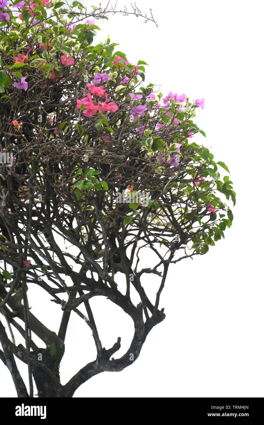 mini bougainvillea spectabilis tree on white background Stock Photo - Alamy