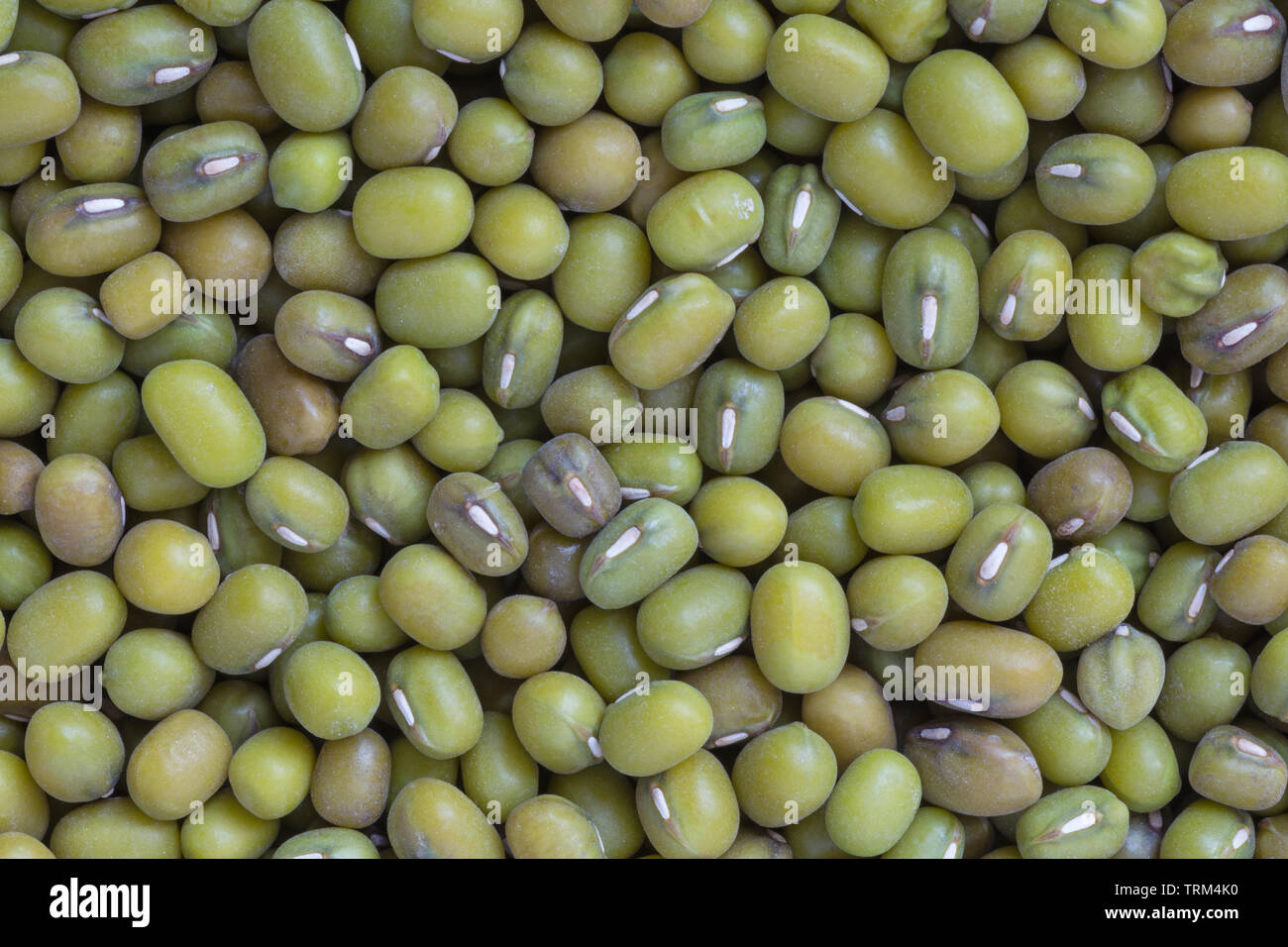 close up of mung beans background Stock Photo