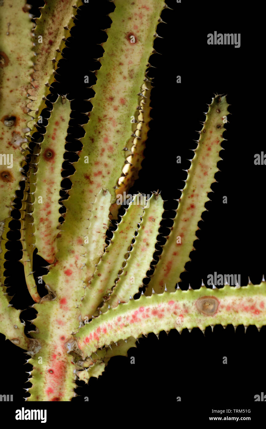 cactus isolated on black background Stock Photo