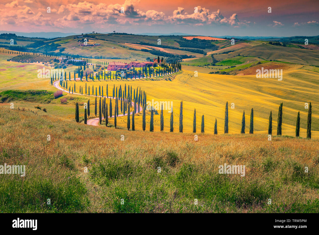 Picturesque summer landscape in Tuscany. Stunning grain fields and winding road with cypresses at sunset near Siena, Tuscany, Italy, Europe Stock Photo