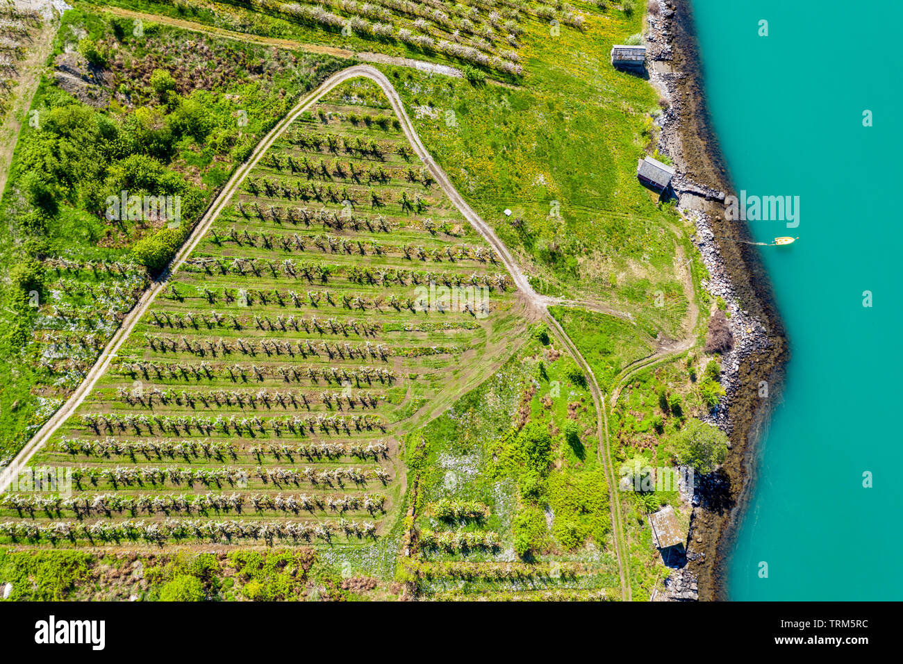 Apple farm near Lofthus at the Sörfjord, a branch of the Hardangerfjord, blomstering in May, drone shot, Hardanger, Norway Stock Photo
