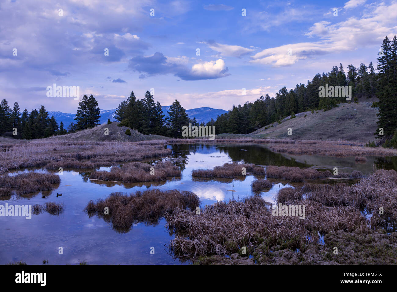 Beaver Pond along the Beaver Pond Trail near Mammoth Hot Springs in Yellowstone National Park. Stock Photo