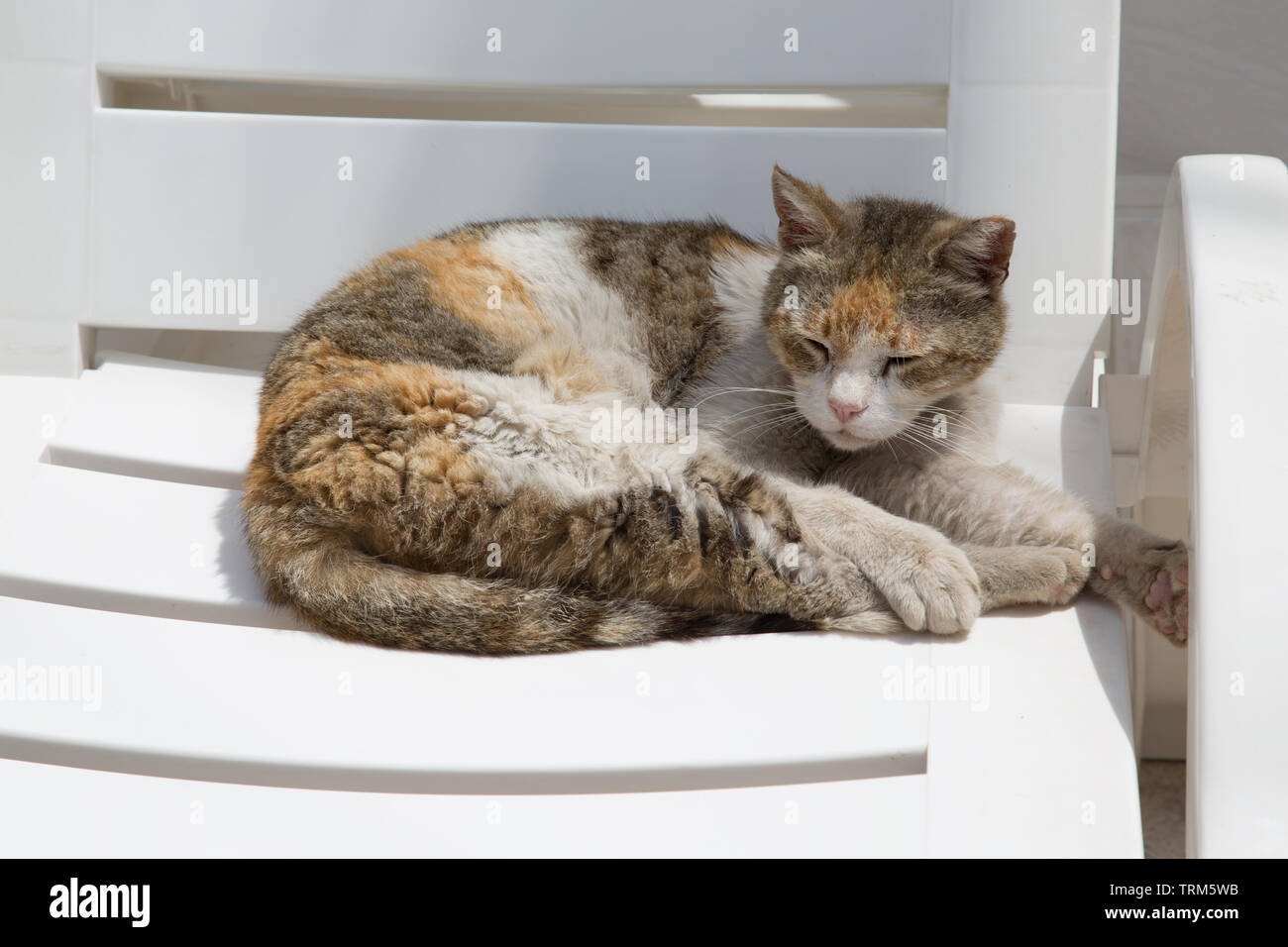 Cat sales sun lounger