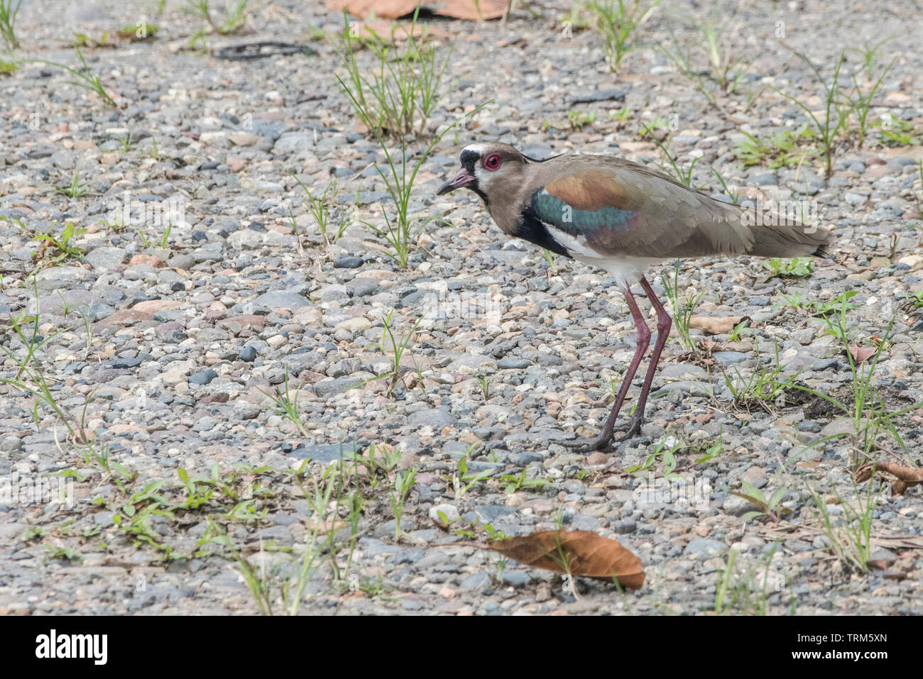 A southern lapwing (Vanellus chilensis) from Yasuni national park in the Ecuadorian Amazon. Stock Photo