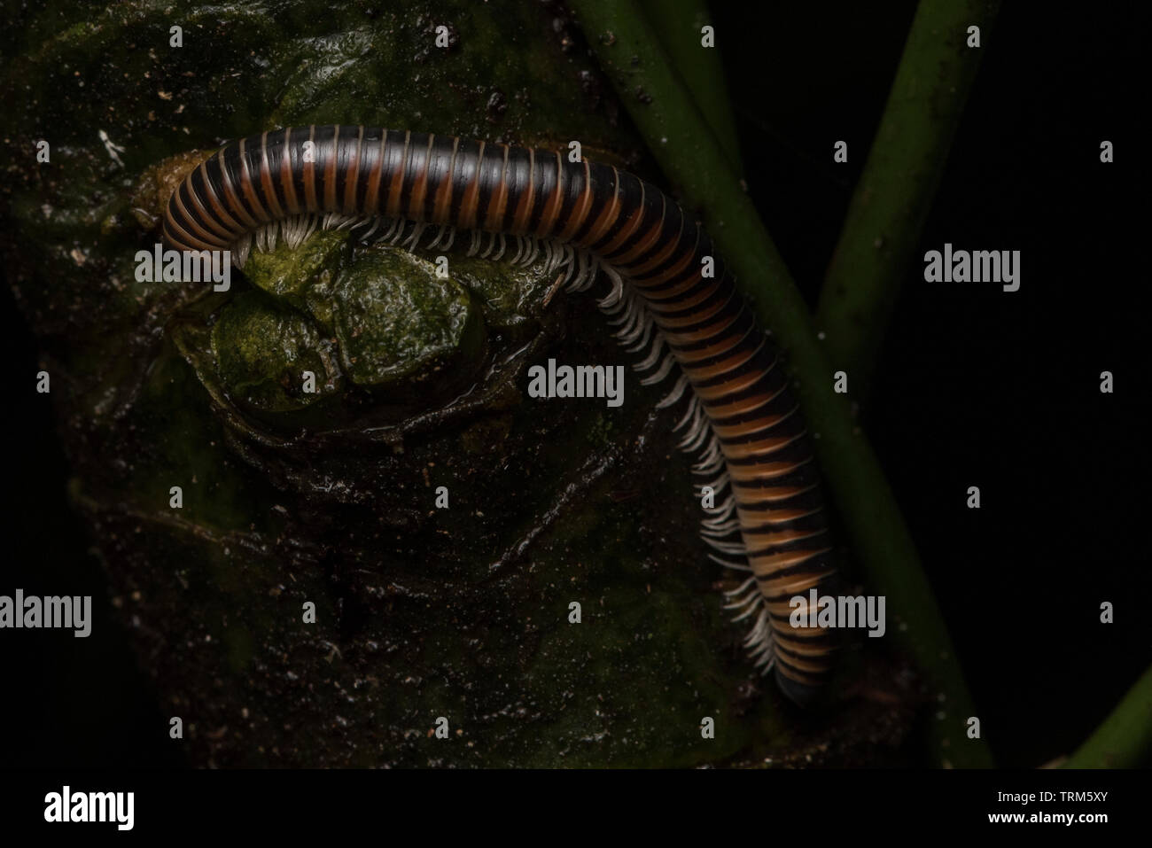 A millipede from the Amazon rainforest in Ecuador. Stock Photo