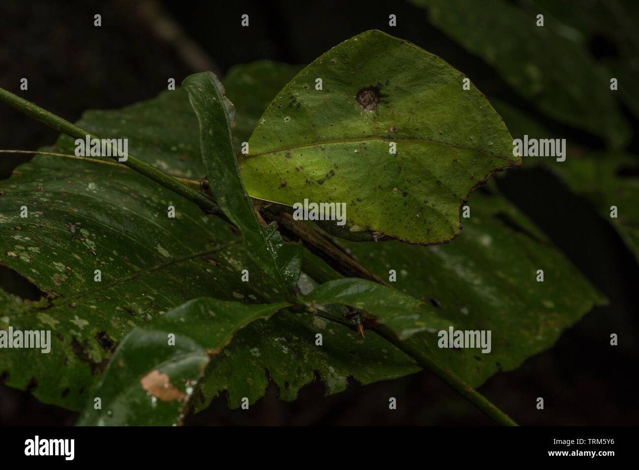 A leaf mimic katydid perches amidst the foliage of the Amazon rainforest in Ecuador. Stock Photo