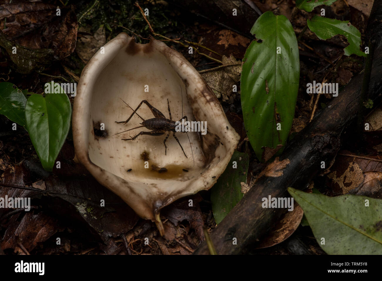 A cricket crawls across a fallen flower petal in the leaf litter on the forest floor in the Amazon rainforest in Yasuni national park, Ecuador Stock Photo