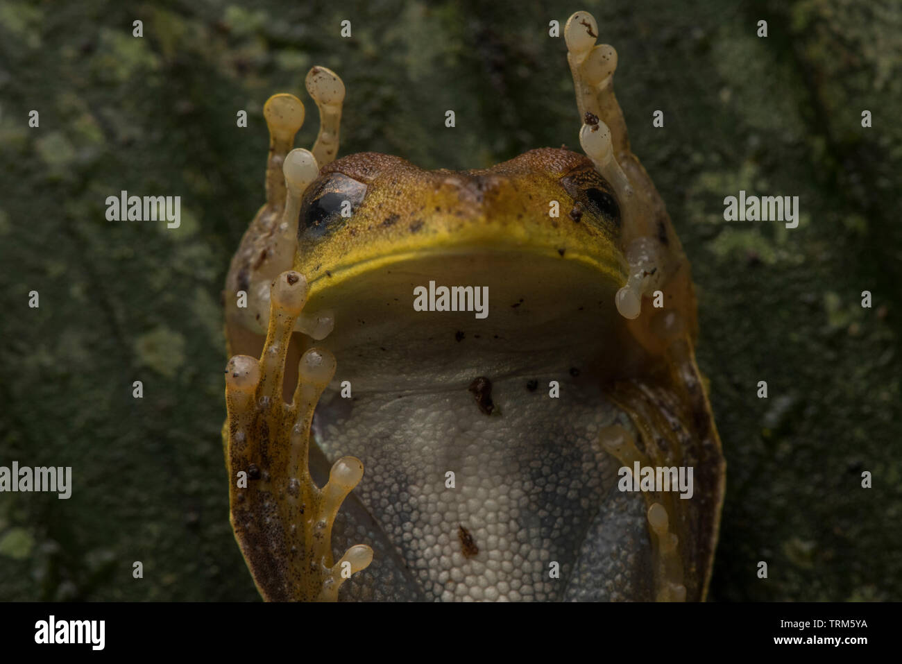 A map treefrog in the defensive posture known as the unkenreflex or unken reflex. Stock Photo