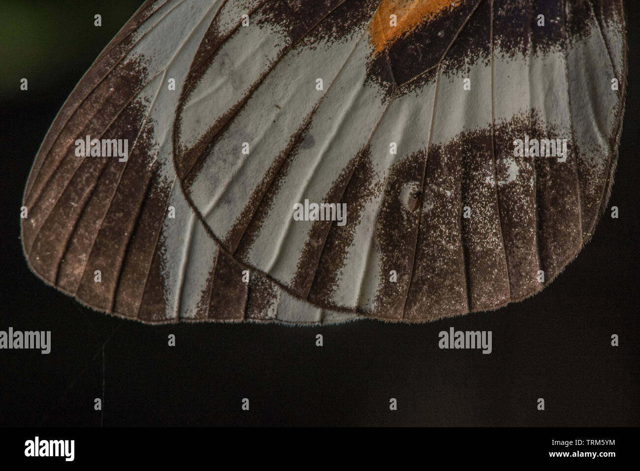 A close up of the bottom of the wings of a brush footed butterfly from Yasuni national park. Stock Photo
