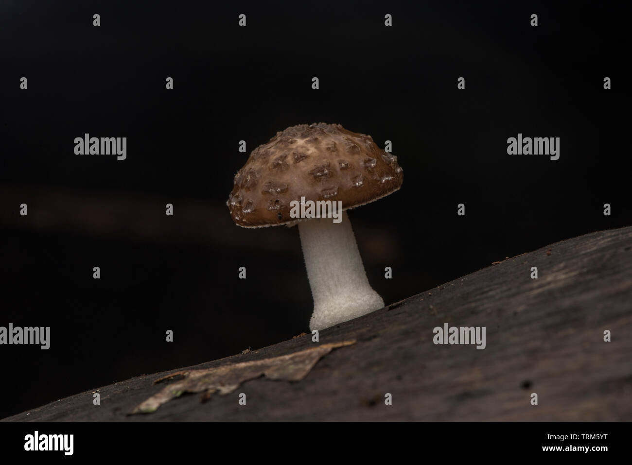 A small mushroom grows on the forest floor in Yasuni national park in Ecuador. Stock Photo