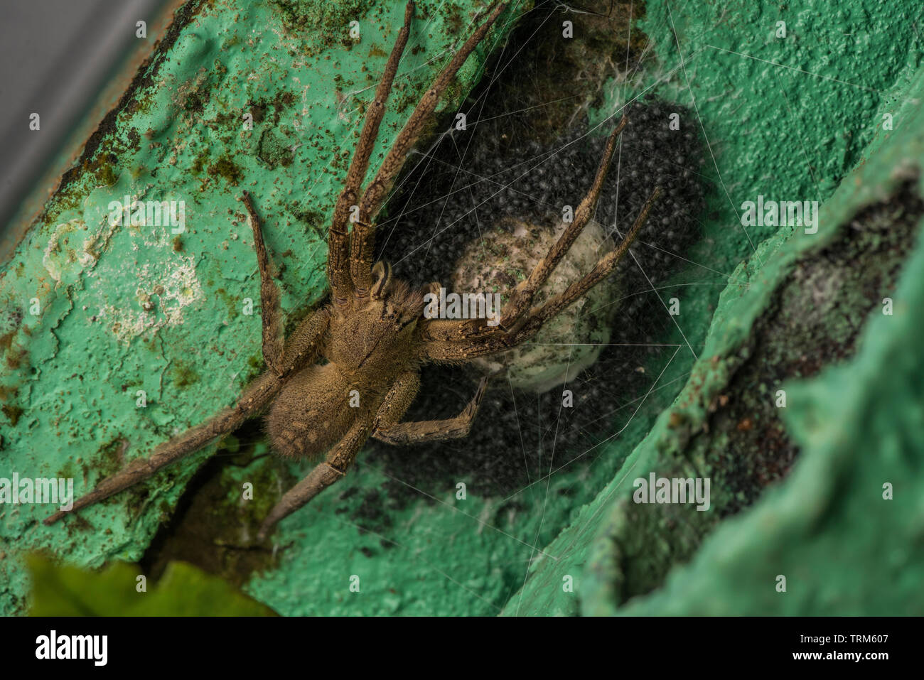A dangerously venomous wandering spider (Phoneutria species) guarding an eggsack and its recently hatched young spiderlings which will soon disperse. Stock Photo