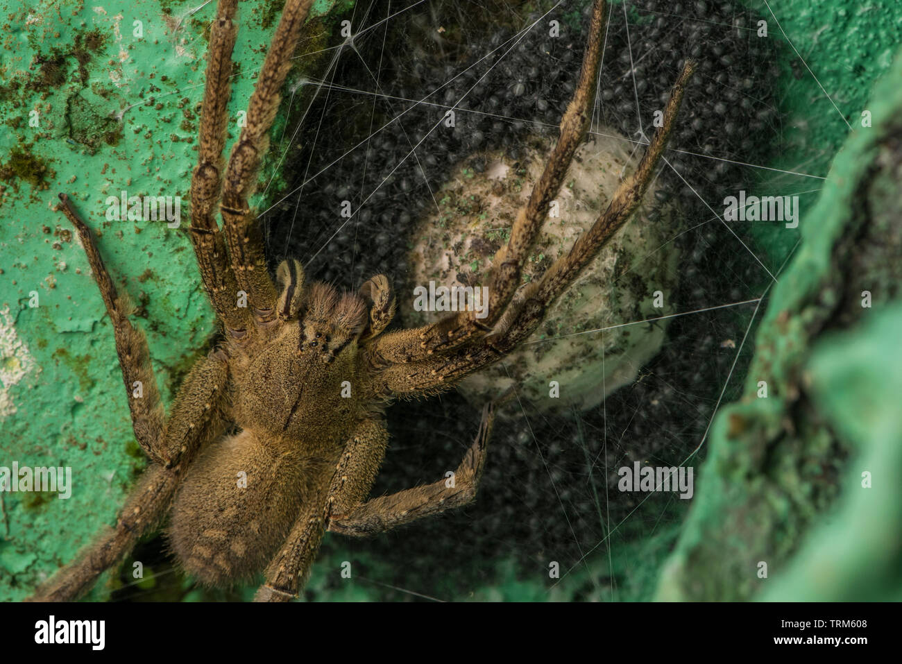 A dangerously venomous wandering spider (Phoneutria species) guarding an eggsack and its recently hatched young spiderlings which will soon disperse. Stock Photo