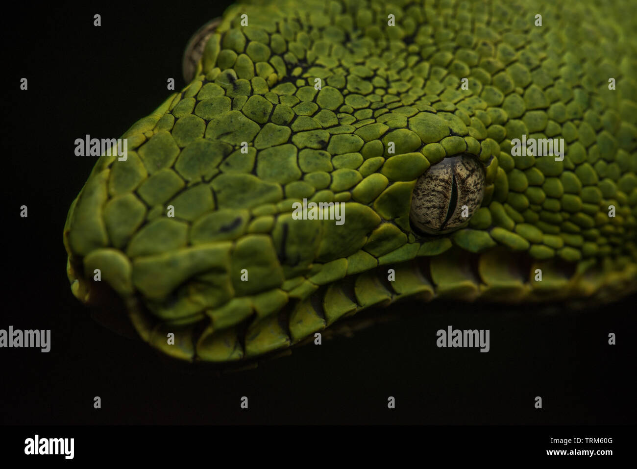 A wild emerald boa (Corallus caninus) from Yasuni national park in the Amazon jungle of Ecuador. Stock Photo