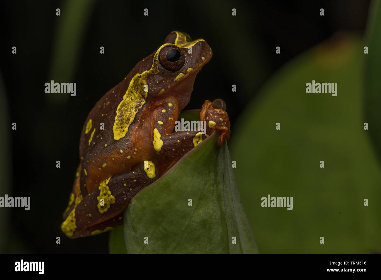 Dendropsophus sarayacuensis, the Sarayacu Treefrog from Yasuni national park in the Ecuadorian Amazon. These small frogs are also known as clown frogs. Stock Photo