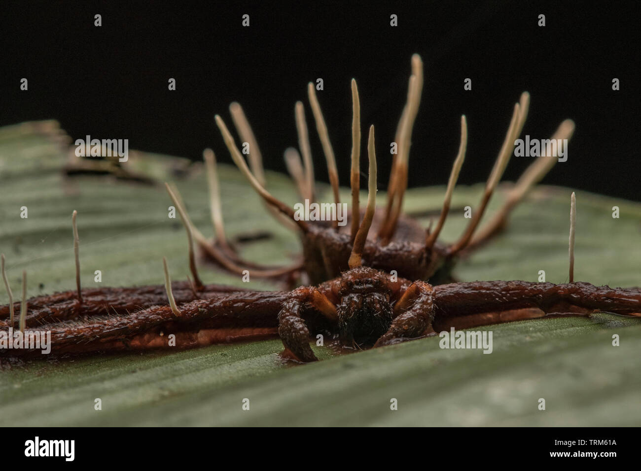 A spider which has been killed by an entomopathogenic fungus, perhaps a cordyceps or ophiocordyceps species. Stock Photo