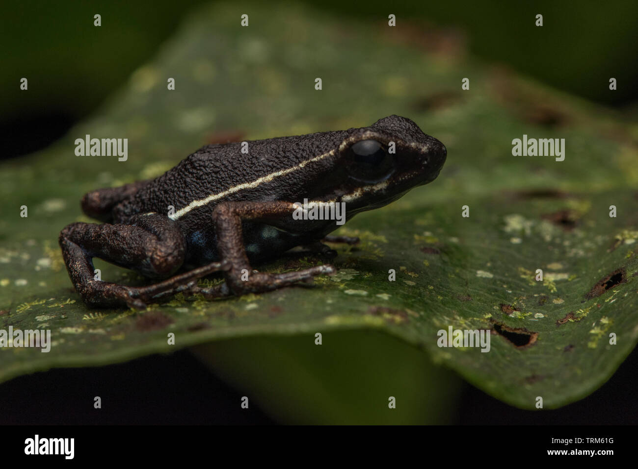 A Hahnel's poison frog (Ameerega hahneli) from the Amazon basin in Ecuador. Stock Photo