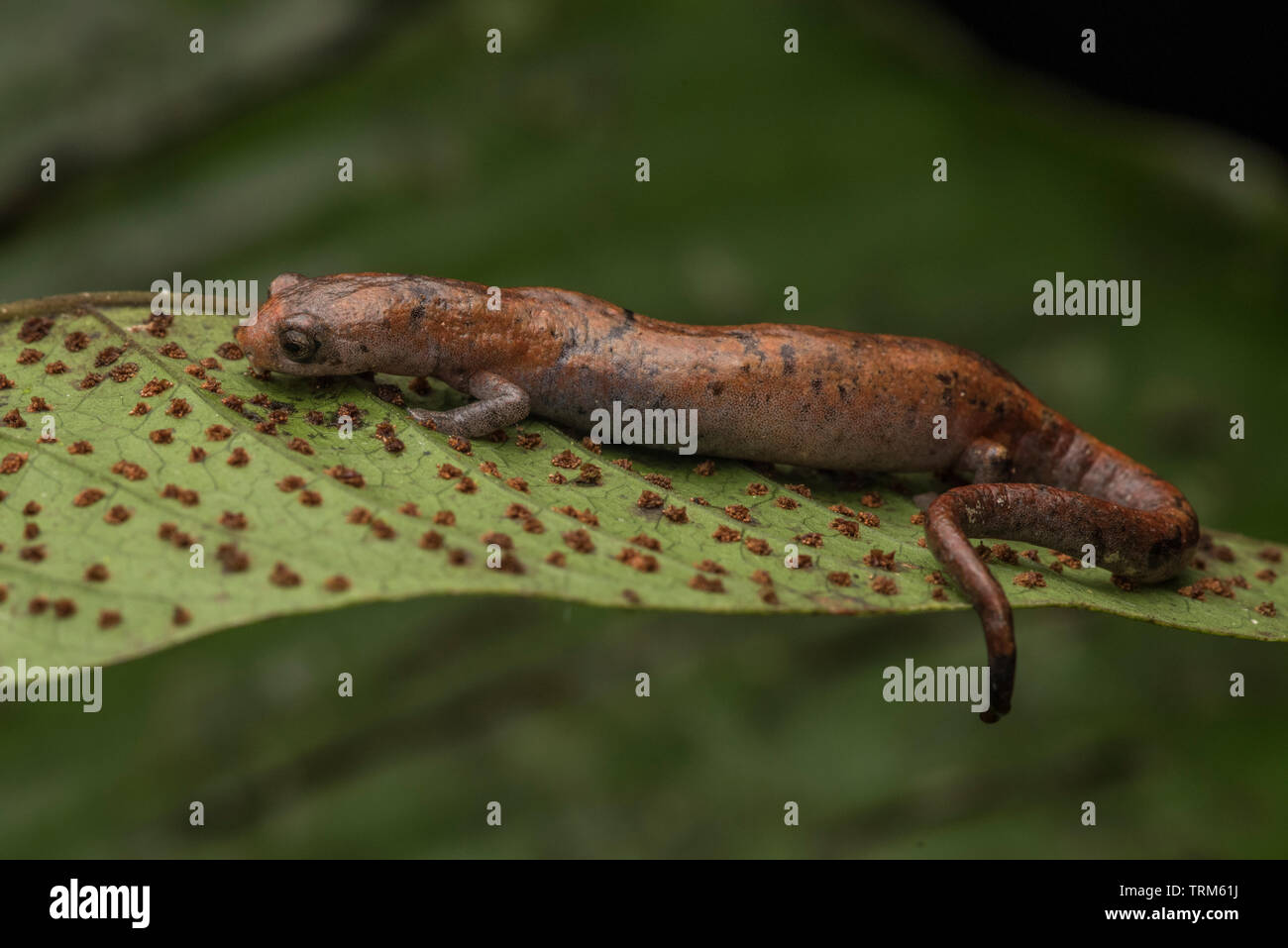 A nauta salamander (Bolitoglossa altamazonica) from Yasuni national park, a secretive inhabitant of the jungle that most people never see. Stock Photo