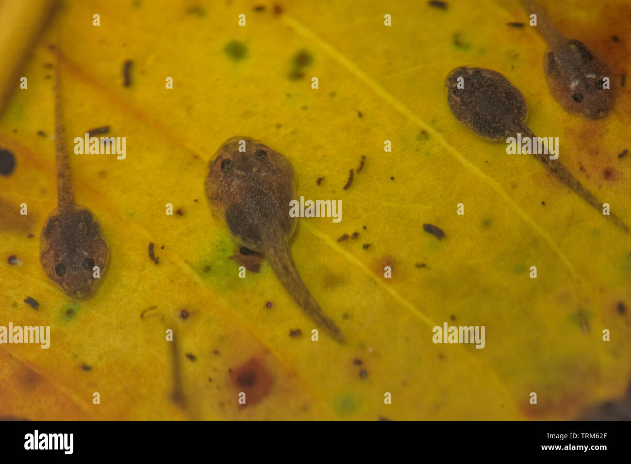 A group of tadpoles underwater resting on a leaf on the jungle floor in the Amazon rainforest in Yasuni national park, Ecuador. Stock Photo