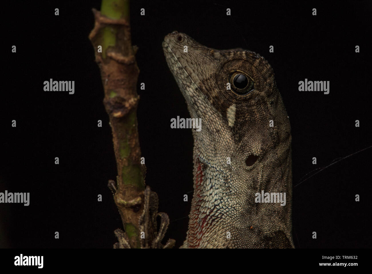 A close up of an anole lizard's face in the Amazon rainforest in Ecuador. Stock Photo