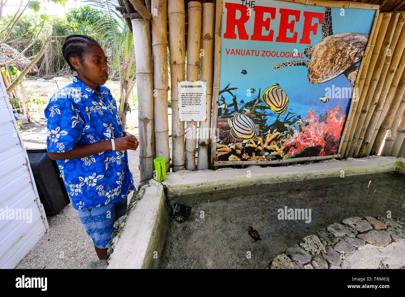 Zoo helper with baby turtles at the Vanuatu Zoological, the Reef ...